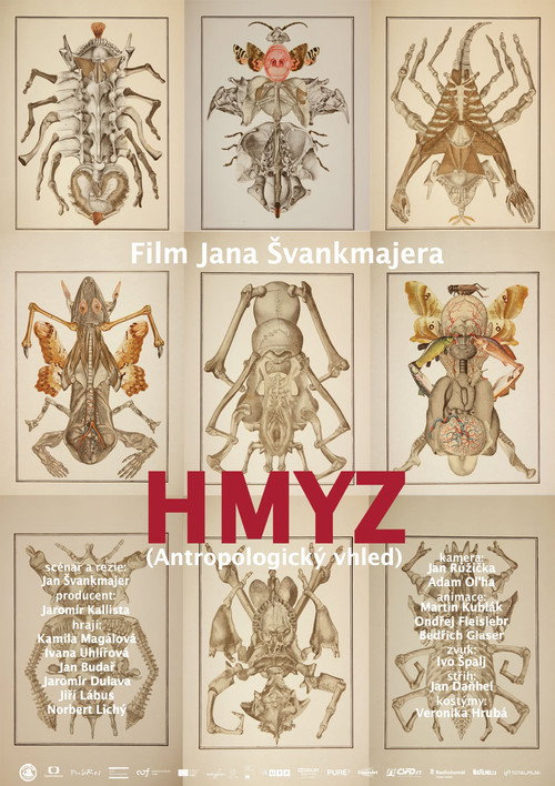 Hmyz
